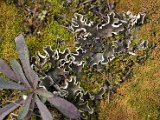 Peltigera rufescens-1.jpg